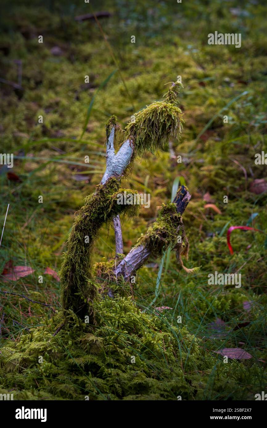 Versteckt zwischen Herbstblättern tauchen Pilze im norwegischen Wald auf – still, flüchtig und voller Geheimnisse. Die winzigen Wunder der Natur unter den Bäumen. Stockfoto