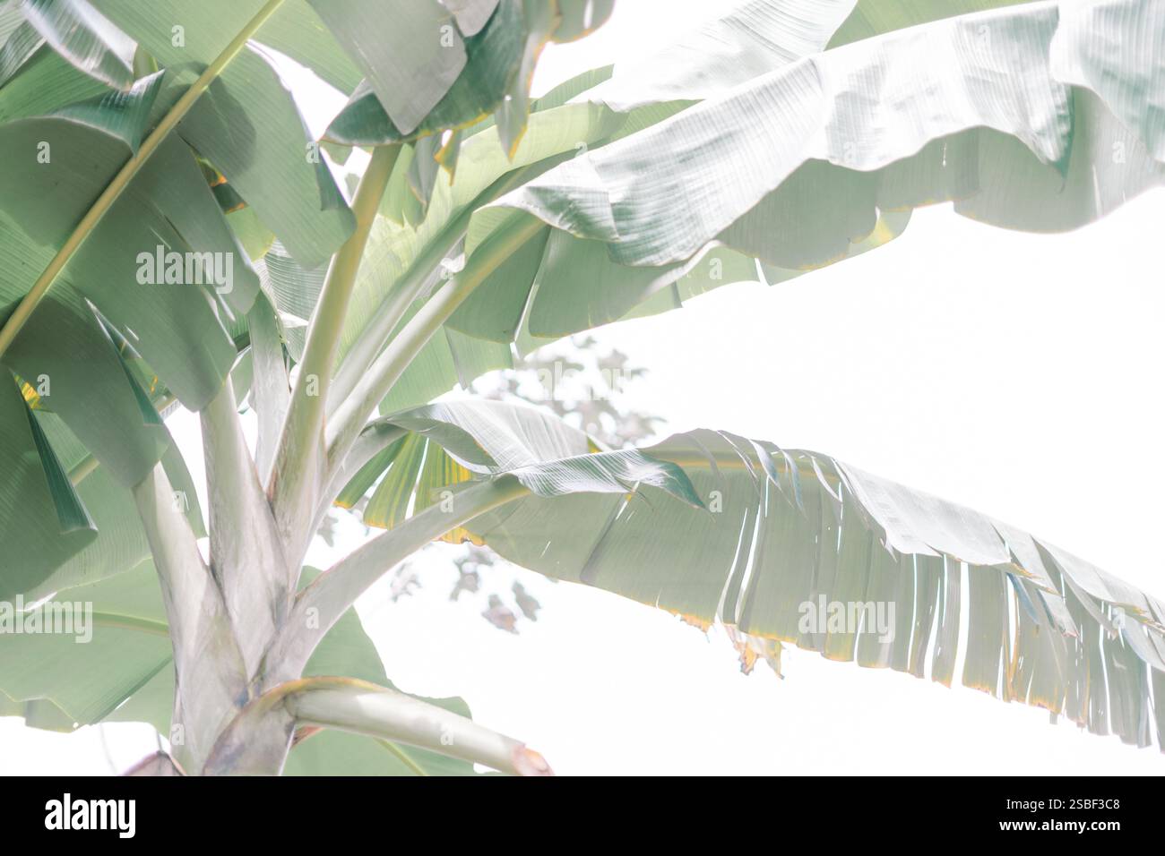 Ich schaue auf große Bananenblätter vor einem hellen Himmel. Stockfoto