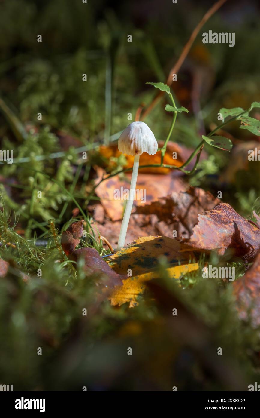 Versteckt zwischen Herbstblättern tauchen Pilze im norwegischen Wald auf – still, flüchtig und voller Geheimnisse. Die winzigen Wunder der Natur unter den Bäumen. Stockfoto