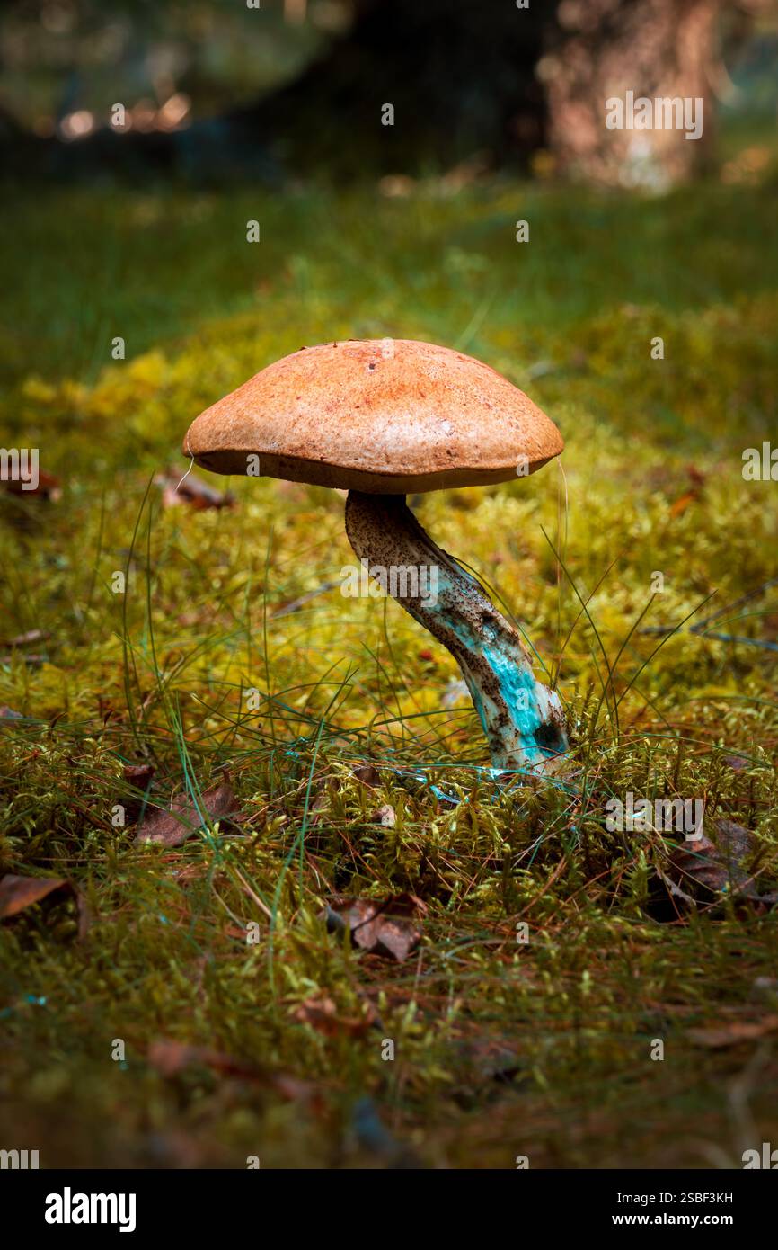 Versteckt zwischen Herbstblättern tauchen Pilze im norwegischen Wald auf – still, flüchtig und voller Geheimnisse. Die winzigen Wunder der Natur unter den Bäumen. Stockfoto