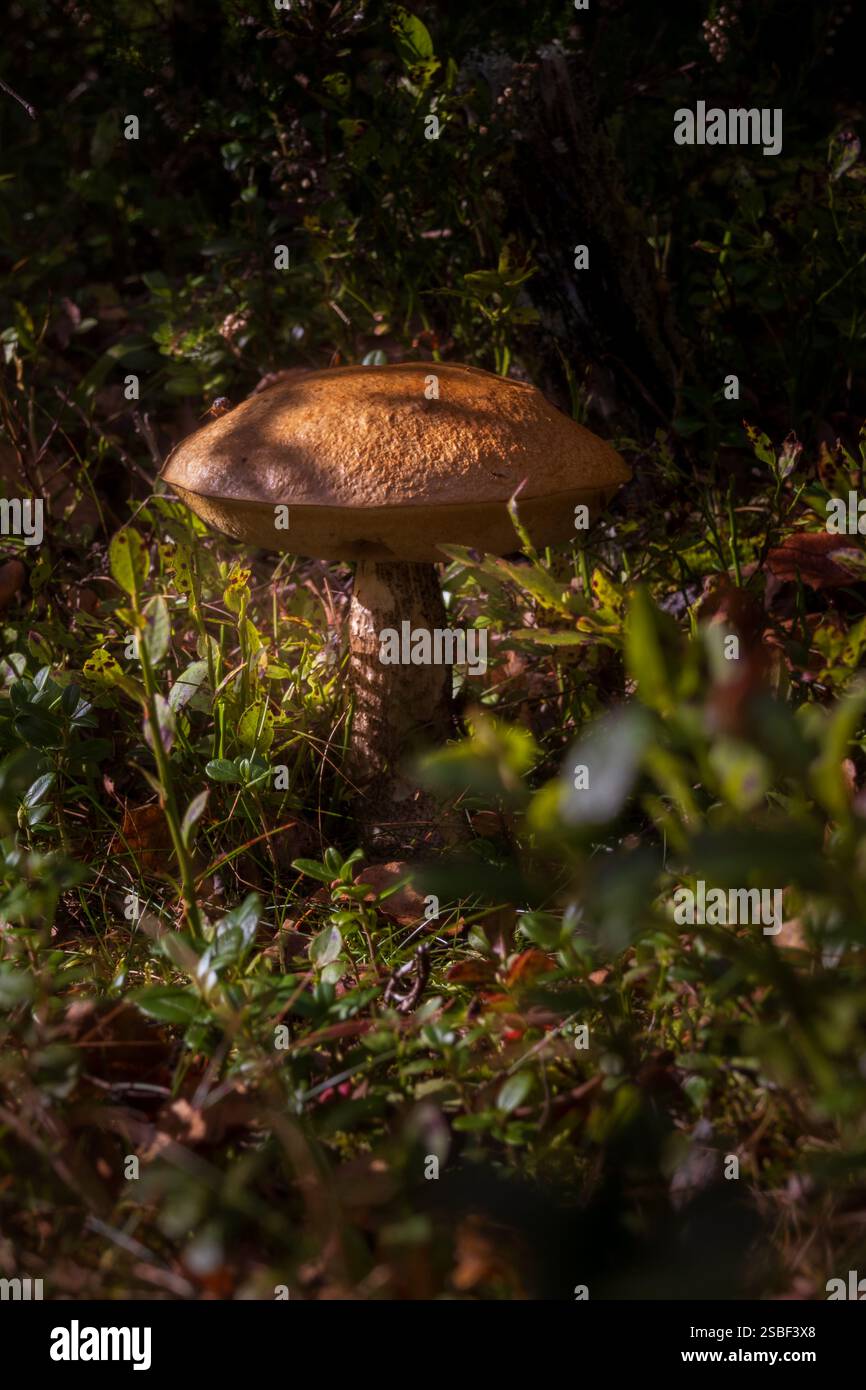 Versteckt zwischen Herbstblättern tauchen Pilze im norwegischen Wald auf – still, flüchtig und voller Geheimnisse. Die winzigen Wunder der Natur unter den Bäumen. Stockfoto