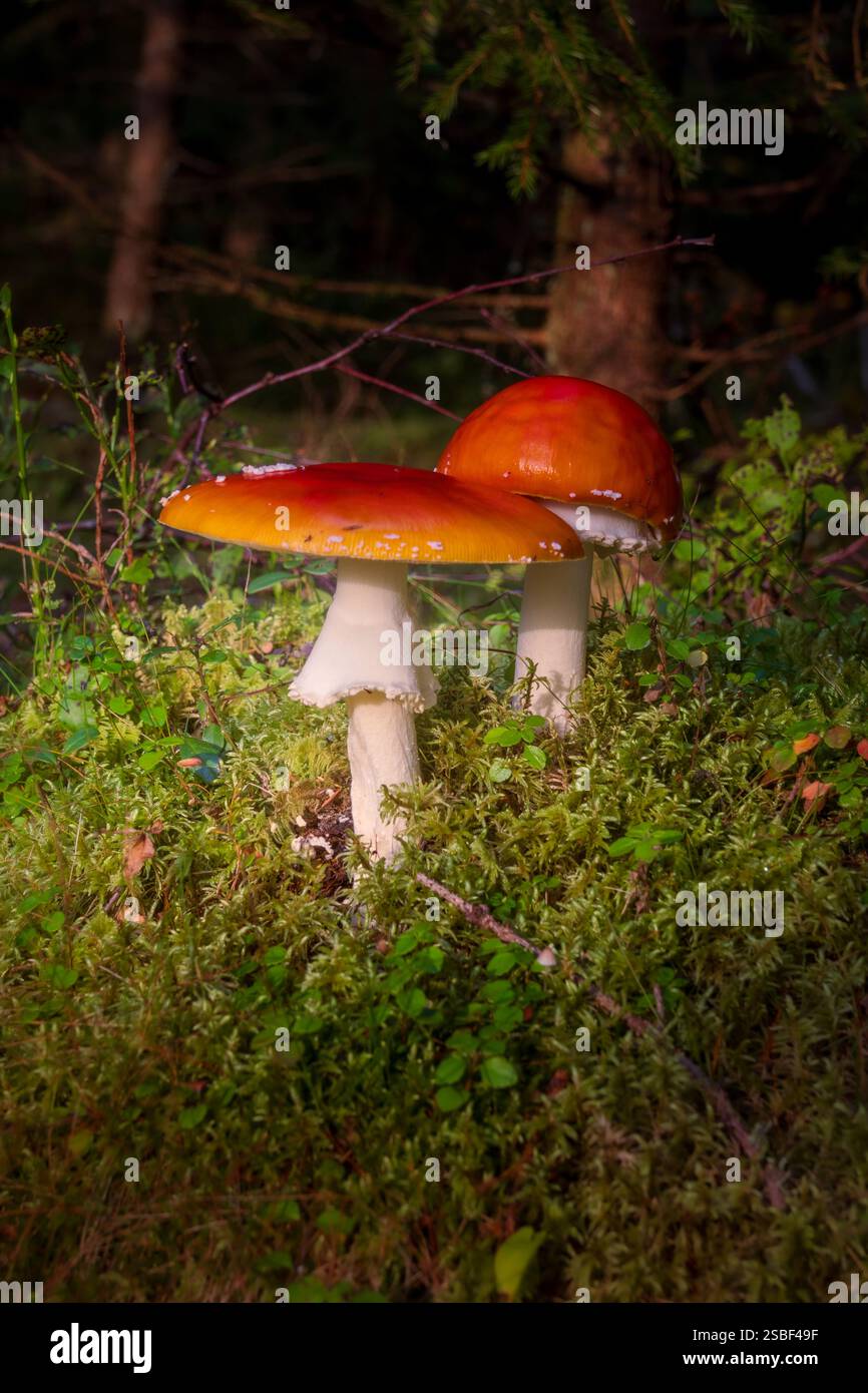 Versteckt zwischen Herbstblättern tauchen Pilze im norwegischen Wald auf – still, flüchtig und voller Geheimnisse. Die winzigen Wunder der Natur unter den Bäumen. Stockfoto