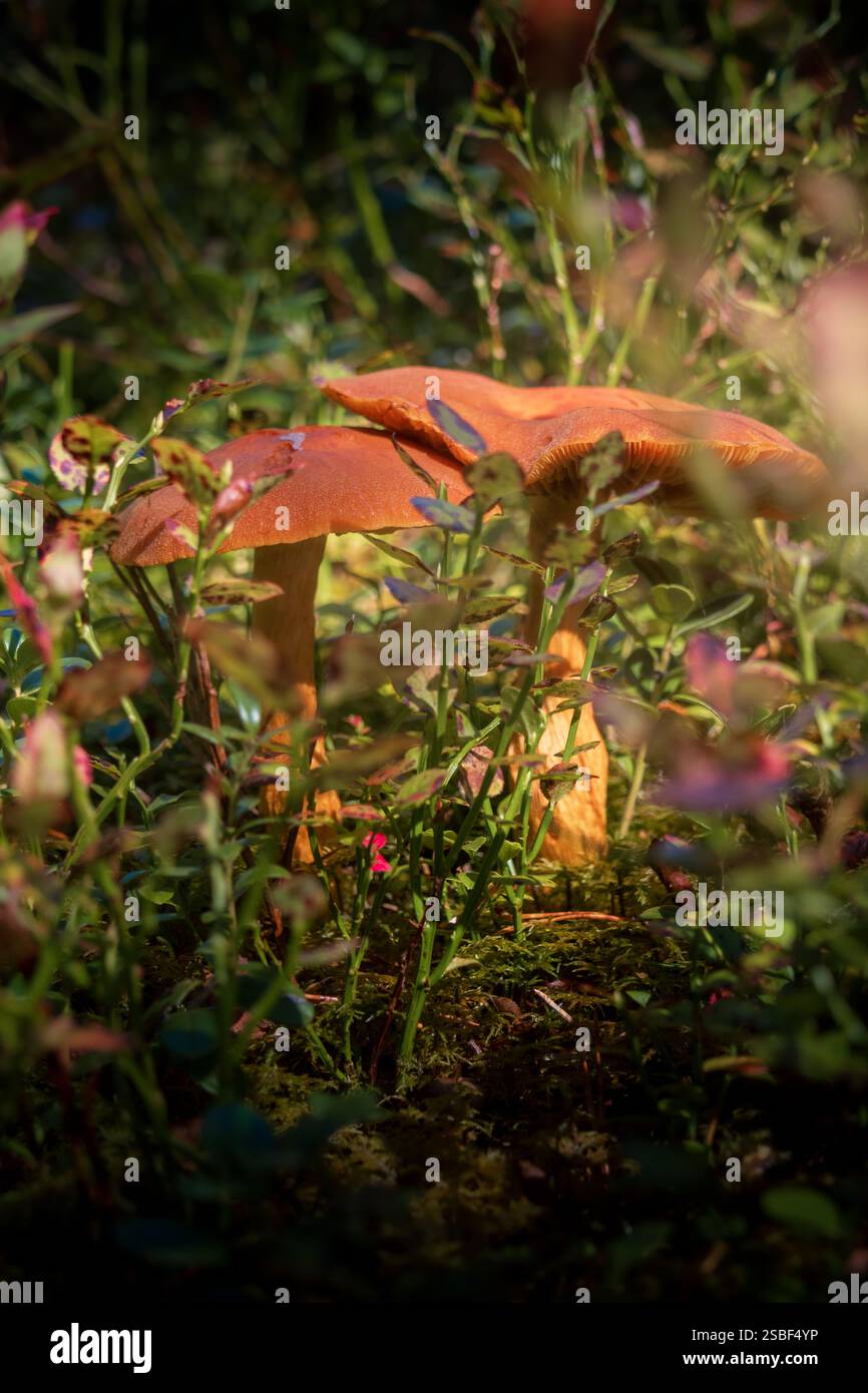 Versteckt zwischen Herbstblättern tauchen Pilze im norwegischen Wald auf – still, flüchtig und voller Geheimnisse. Die winzigen Wunder der Natur unter den Bäumen. Stockfoto