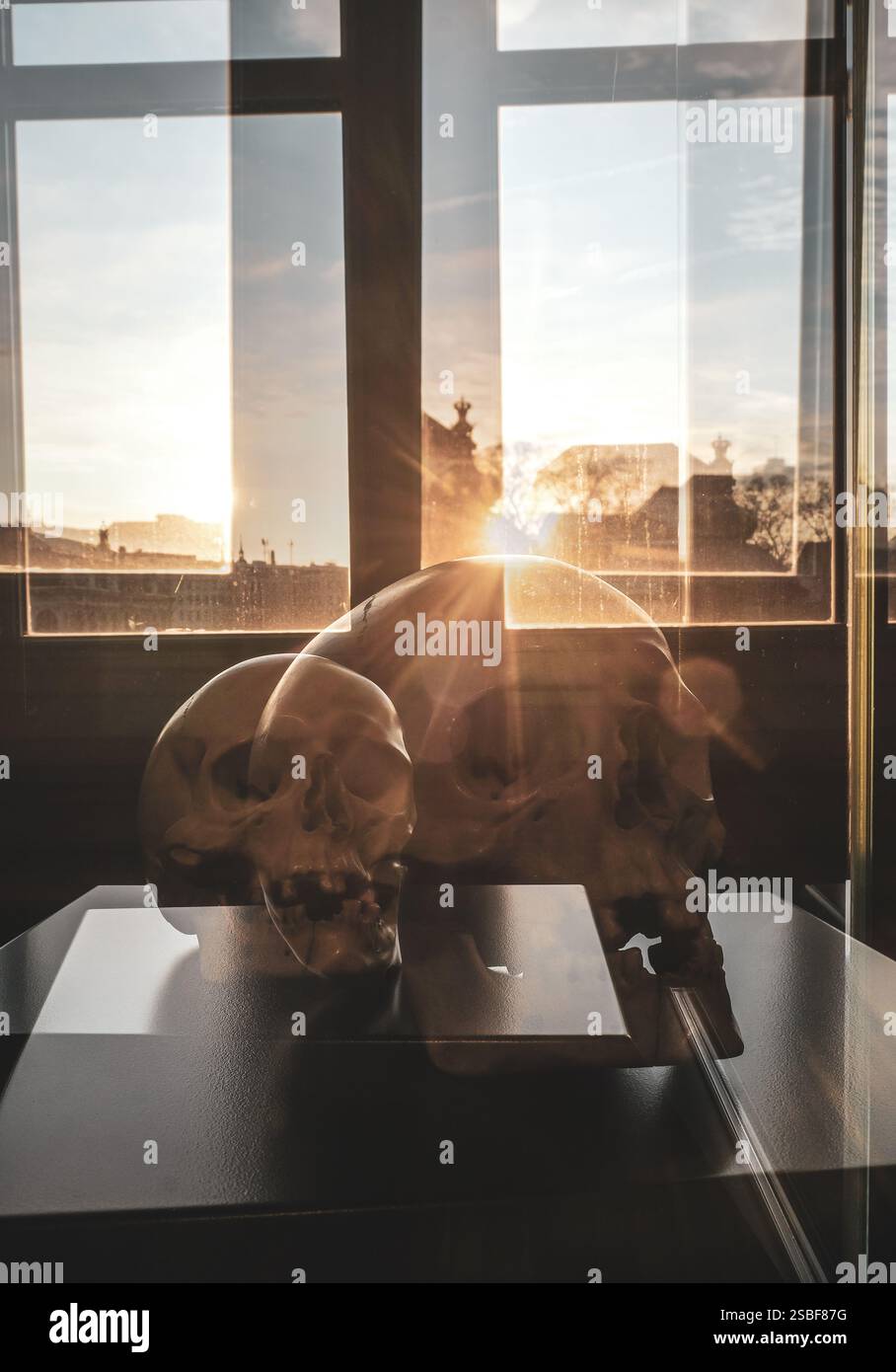 Skulptur eines menschlichen Schädels in der Gemäldegalerie Alte Meister in Dresden Stockfoto