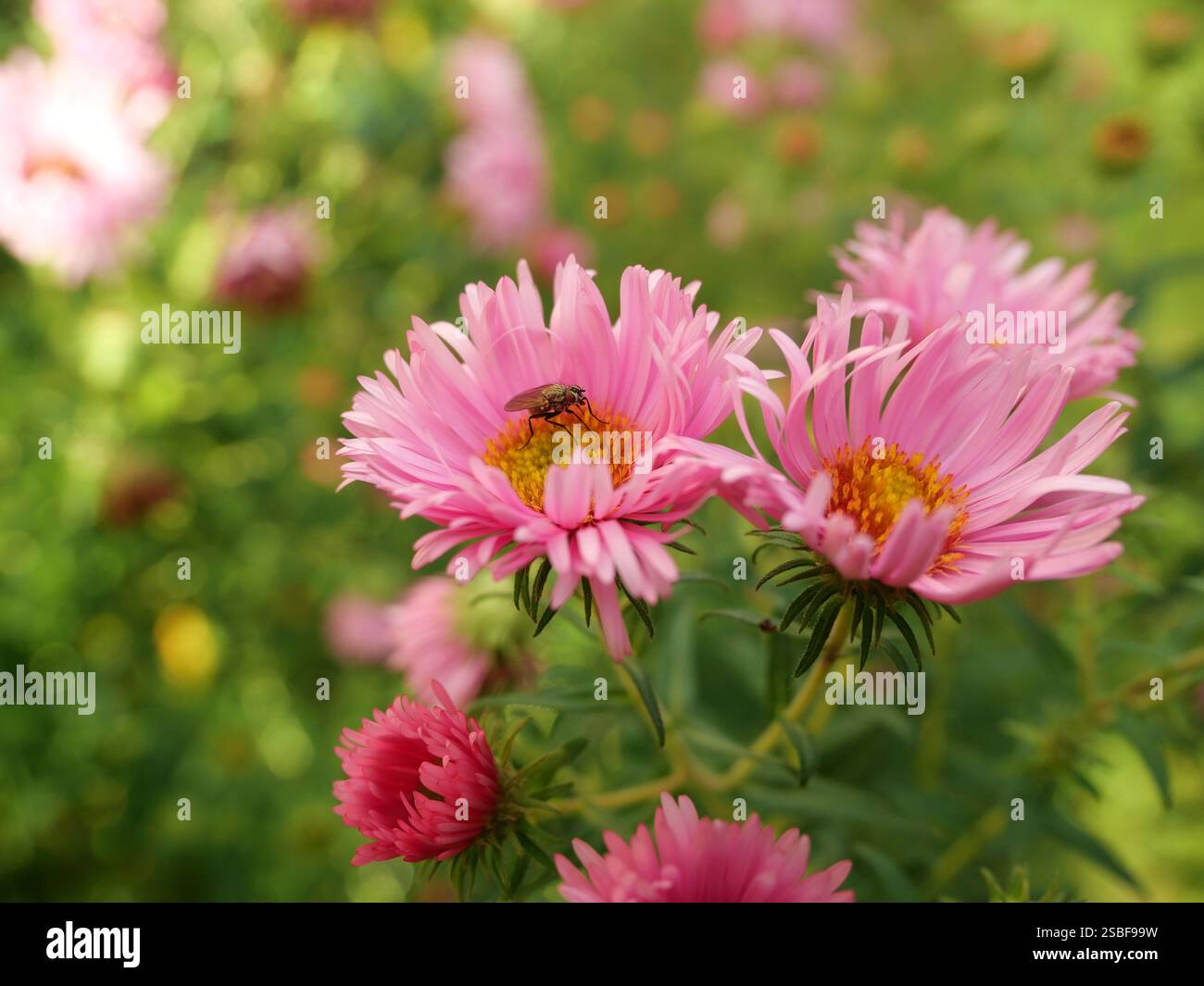 Mist Fly. Eine haarige Dungfliege schlürft Nektar aus einem zarten rosa Aster. Ein faszinierendes Makrofoto, das die Schönheit der Natur aus nächster Nähe zeigt. Stockfoto