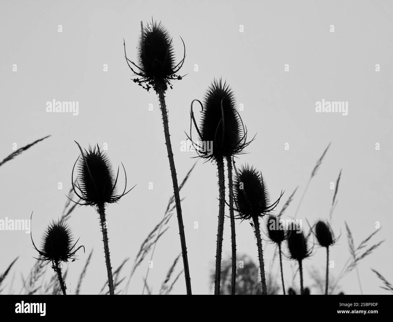 Die wilde Teasel ähnelt einer Distel und ist eine mediterrane Pflanze, wird aber auch im Norden gefunden Stockfoto