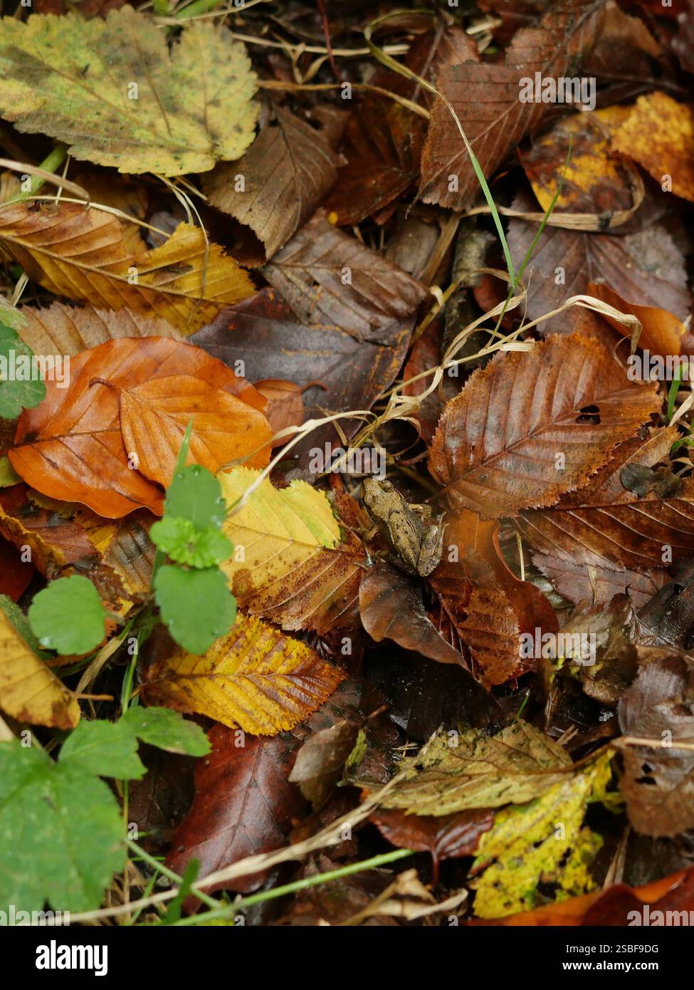 Ein gemeiner Frosch, getarnt auf nassen Blättern, beobachtet seine Umgebung sorgfältig. Ein faszinierender Einblick in die Welt der Amphibien. Stockfoto