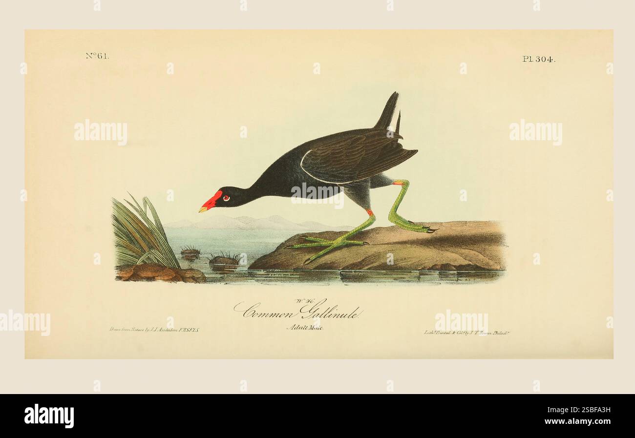Die gemeinsame Gallinule (Gallinula galeata). Nach einer Illustration von John James Audubon im 5. Band seines Buches The Birds of America from Drawings Made in the United States and their Territories, veröffentlicht 1842. Spätere Färbung. Stockfoto