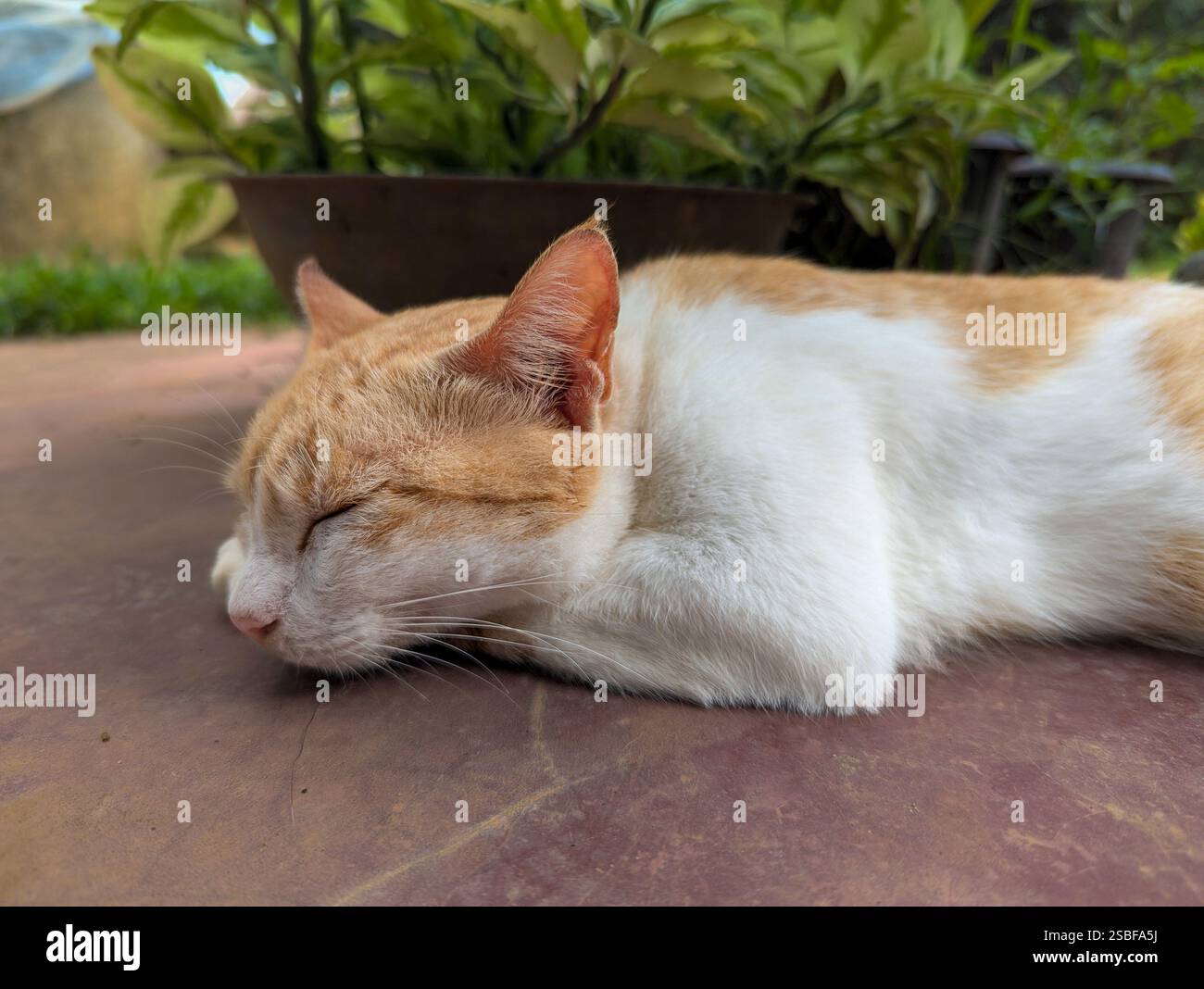 Entspannter Ingwer und weiße Katze schlafen friedlich auf einer warmen Terrasse in der Nähe von Topfpflanzen. - Smartphone-aufgenommenes Stockfoto