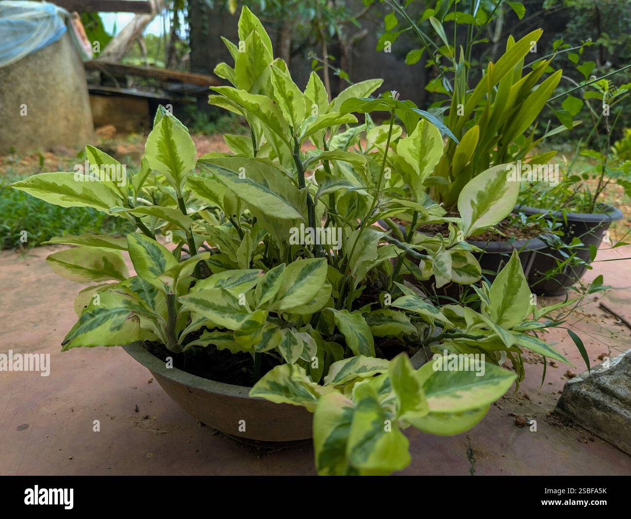 Lebendige grüne Topfpflanze mit üppigen Blättern auf einer Terrasse, perfekt für Haus- und Gartendekoration. - Smartphone-aufgenommenes Stockfoto