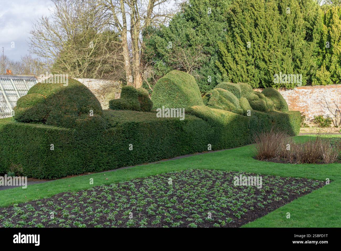 Topiäre Hecke und Blumenbeet frisch mit Bettenpflanzen bepflanzt, The Wall Garden, Delapre Abbey, Northampton, Großbritannien Stockfoto