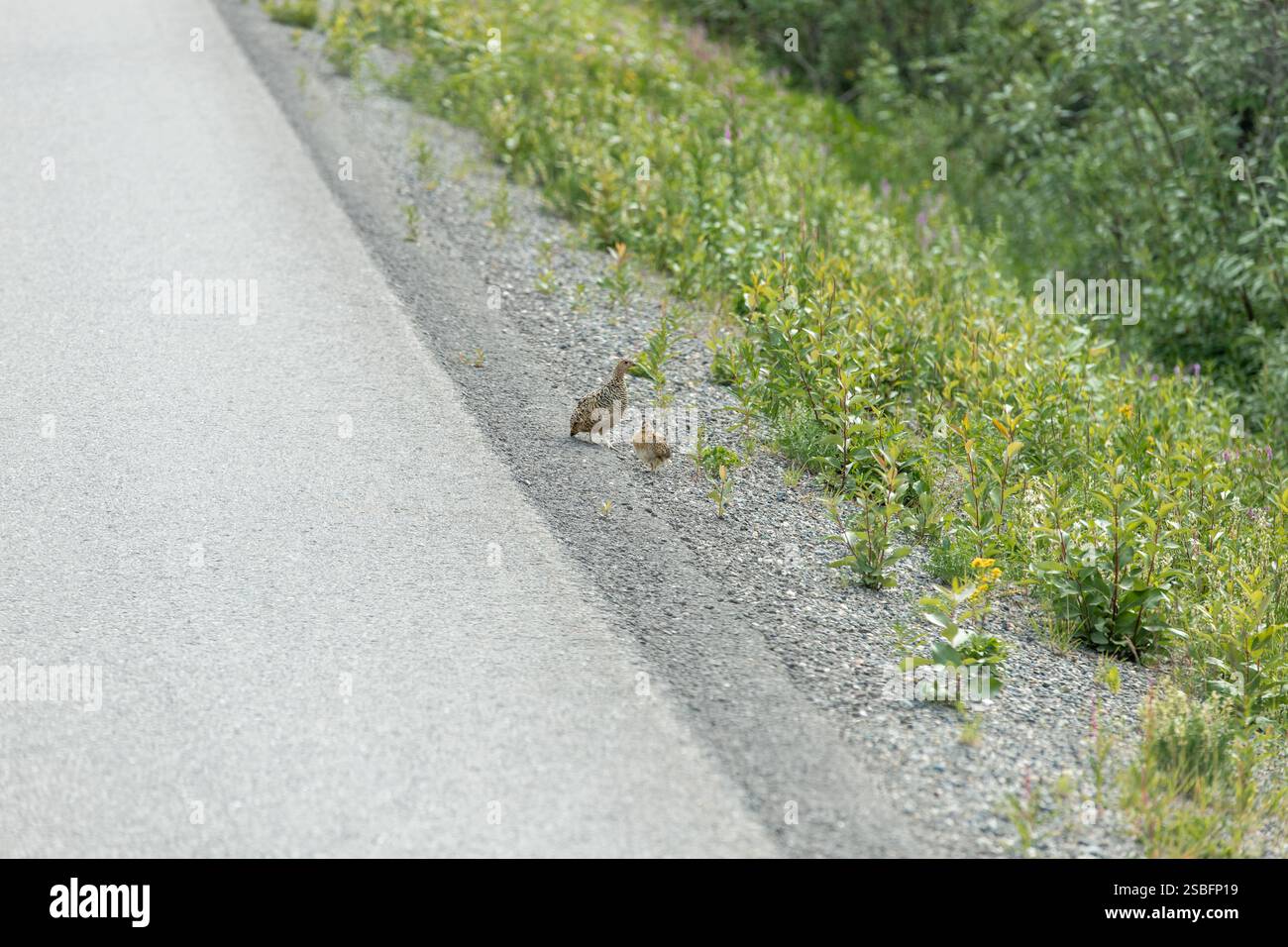 Willow Ptarmigans am Straßenrand Stockfoto