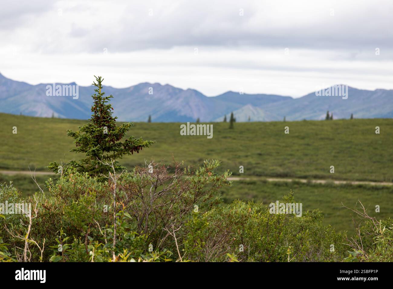 Kiefer vor einer Berglandschaft Stockfoto