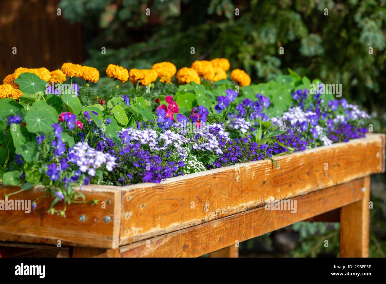 Ringelblumen, Kapuzinerkresse und Veilchen in einem rustikalen Holzblumenkasten Stockfoto