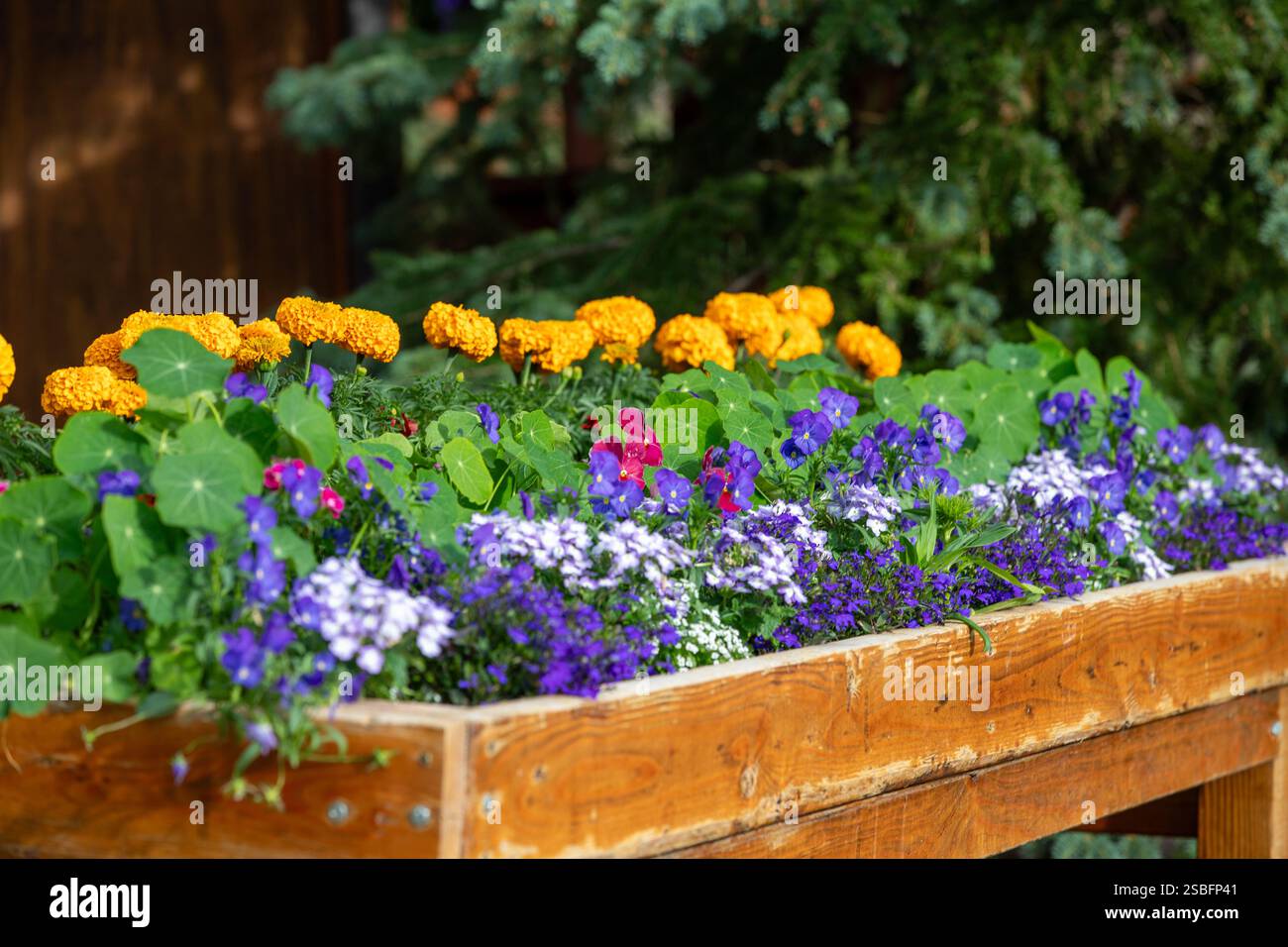 Ringelblumen, Kapuzinerkresse und Veilchen in einem rustikalen Holzblumenkasten Stockfoto