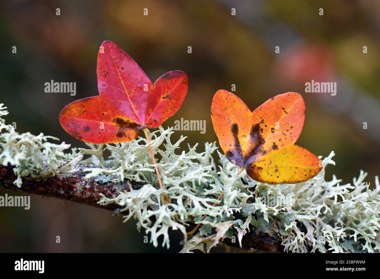 Zwei Herbstblätter des Montpellier Ahorns (Acer monspessulanum) Stockfoto