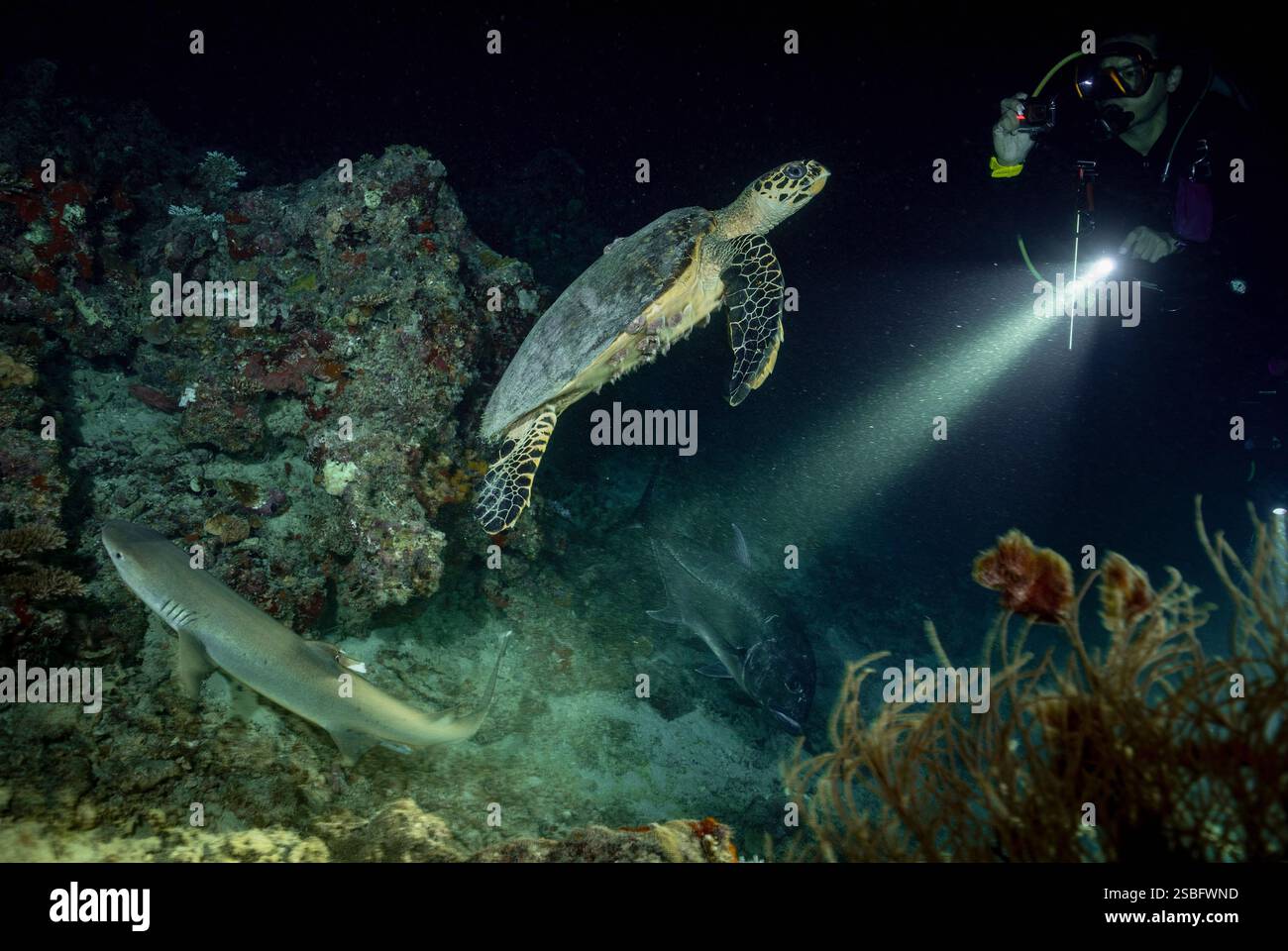Riffhaie, Schildkröten und Jackfische bei einem Nachttauchgang auf den Malediven Stockfoto
