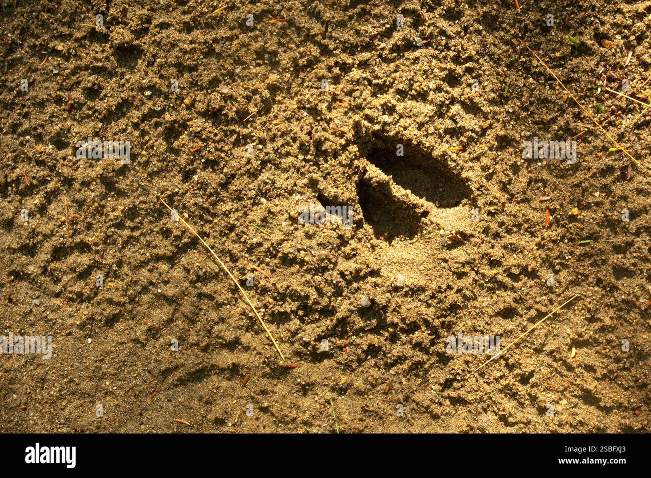 Der Hufabdruck eines in Sand eingebetteten Weißschwanzhirsches Stockfoto