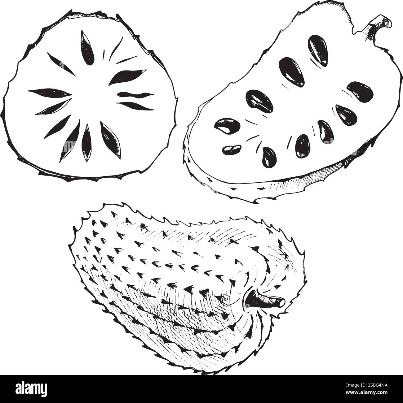 Die Früchte von Sauersop sind ganz, in zwei Teile der Länge nach und quer geschnitten. Die Illustration mit einem Sauerrahm-Apfel ist handgezeichnet in der Technik von Stock Vektor