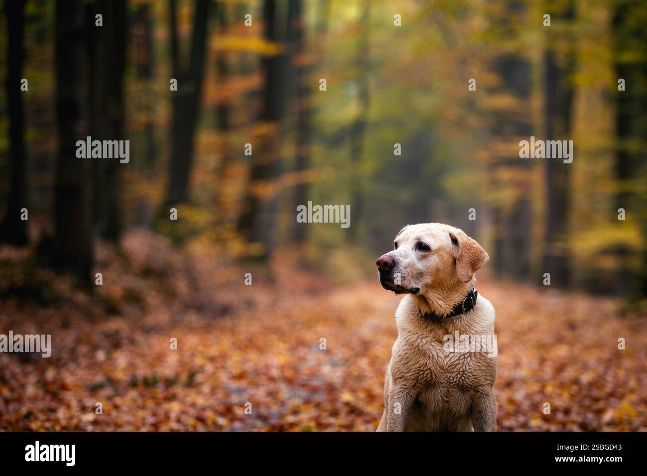 Porträt des süßen Hundes in Herbstnatur. Labrador Retriever wartet auf Fußweg im tiefen Wald. Stockfoto