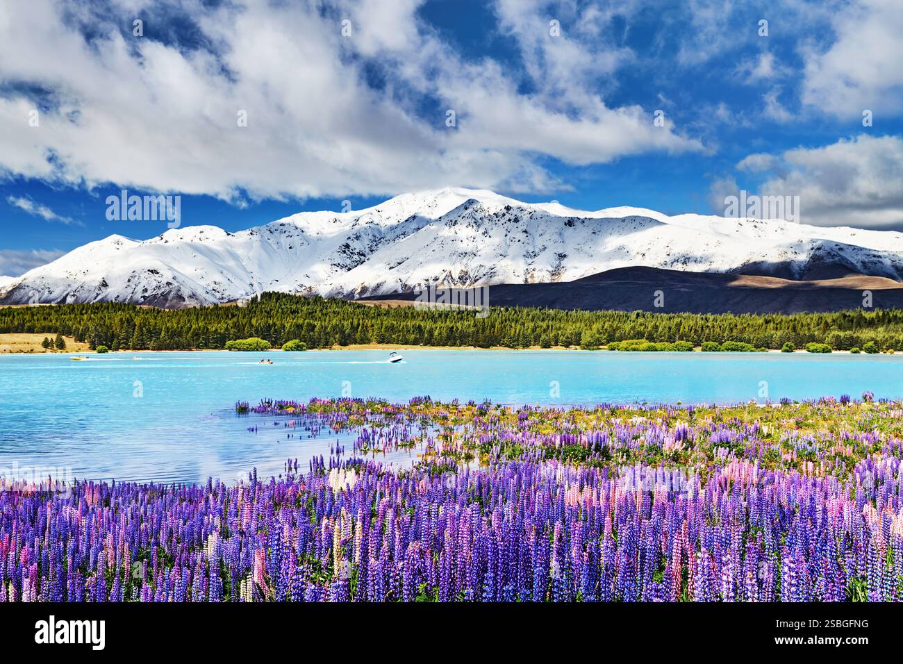 Landschaft mit blühenden Lupinen, Lake Tekapo, Neuseeland Stockfoto