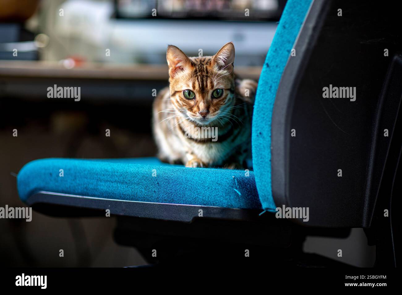 Eine verspielte bengalische Katze ist auf einem Bürostuhl herumtoben zu sehen und zeigt ihren auffälligen Mantel und ihre lebendige Persönlichkeit. Diese charmante Szene fängt die Freude ein Stockfoto