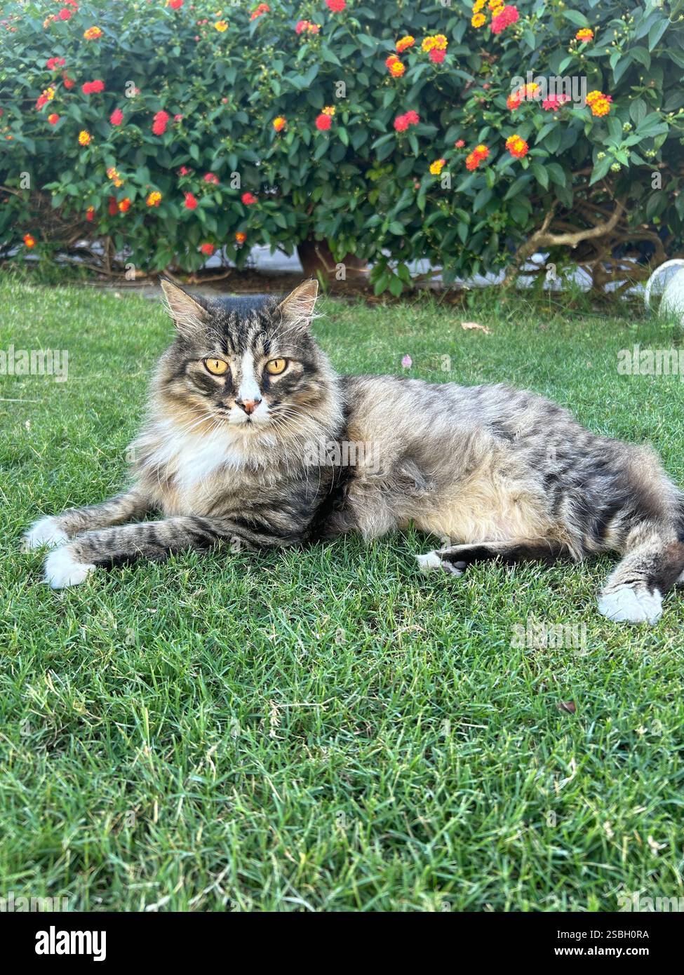 Wunderschöne, pelzige Tabbykatze, die sich auf grünem Gras vor einem blumigen Busch entspannt - Smartphone-aufgenommenes Stockfoto