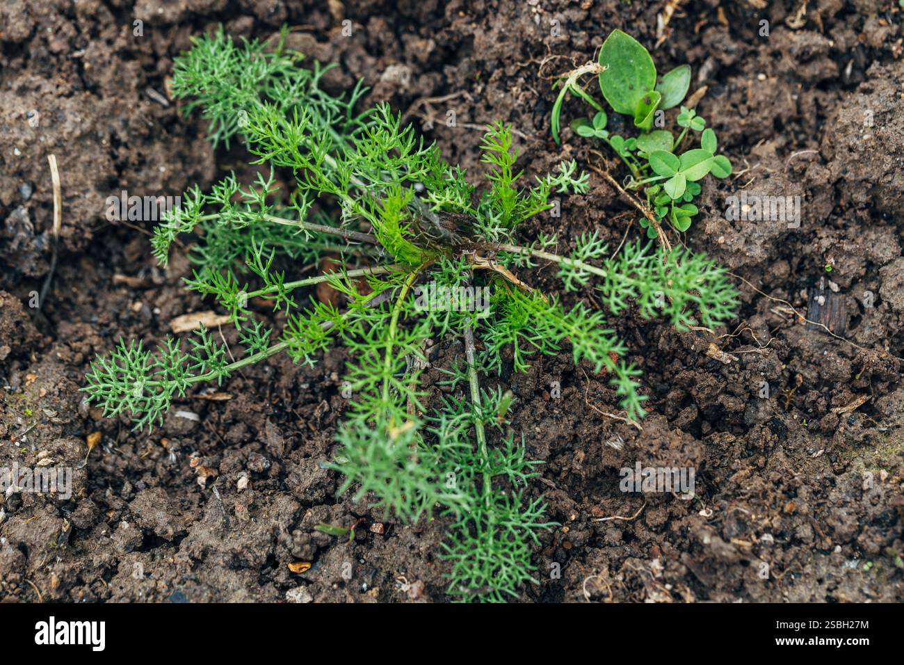 Duftlose Kamille oder geruchsloses Trikot. Ein Unkraut im Stadium von vier oder fünf Blättern. Stockfoto