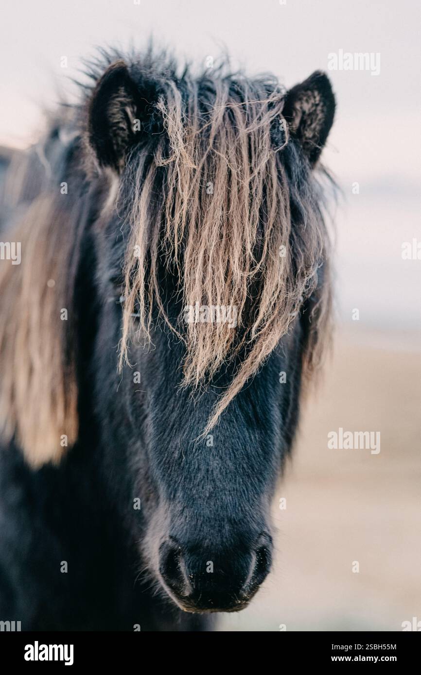 Nahaufnahme eines isländischen Pferdes mit einer schlagenden Mähne in Südisland. Stockfoto