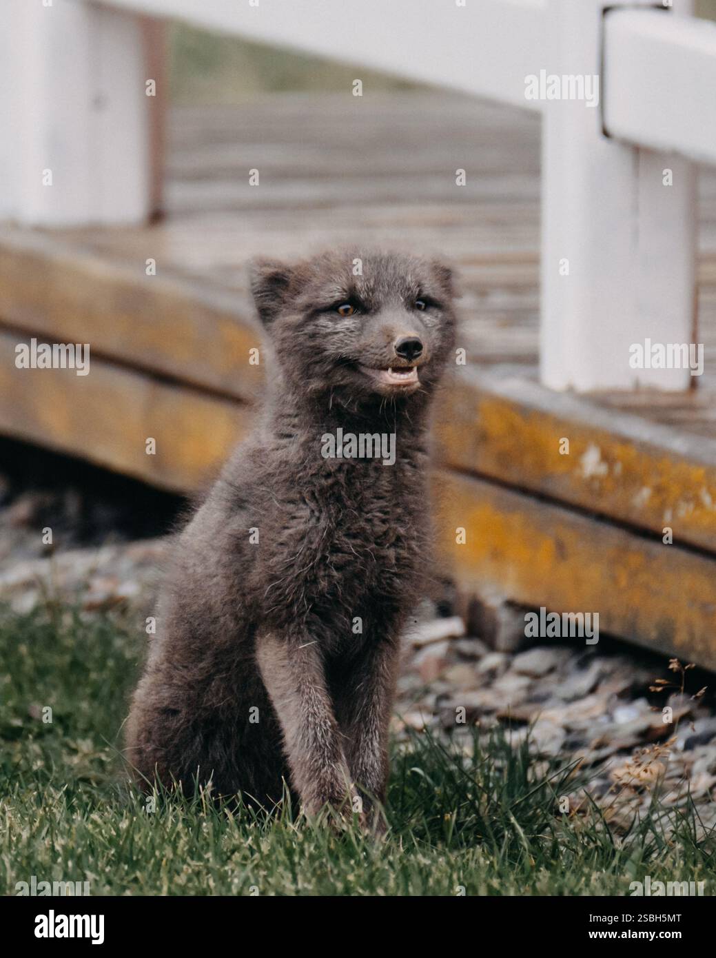 Polarfuchs, der in der Nähe einer Holzterrasse in Ostislands Küstengebiet sitzt. Stockfoto