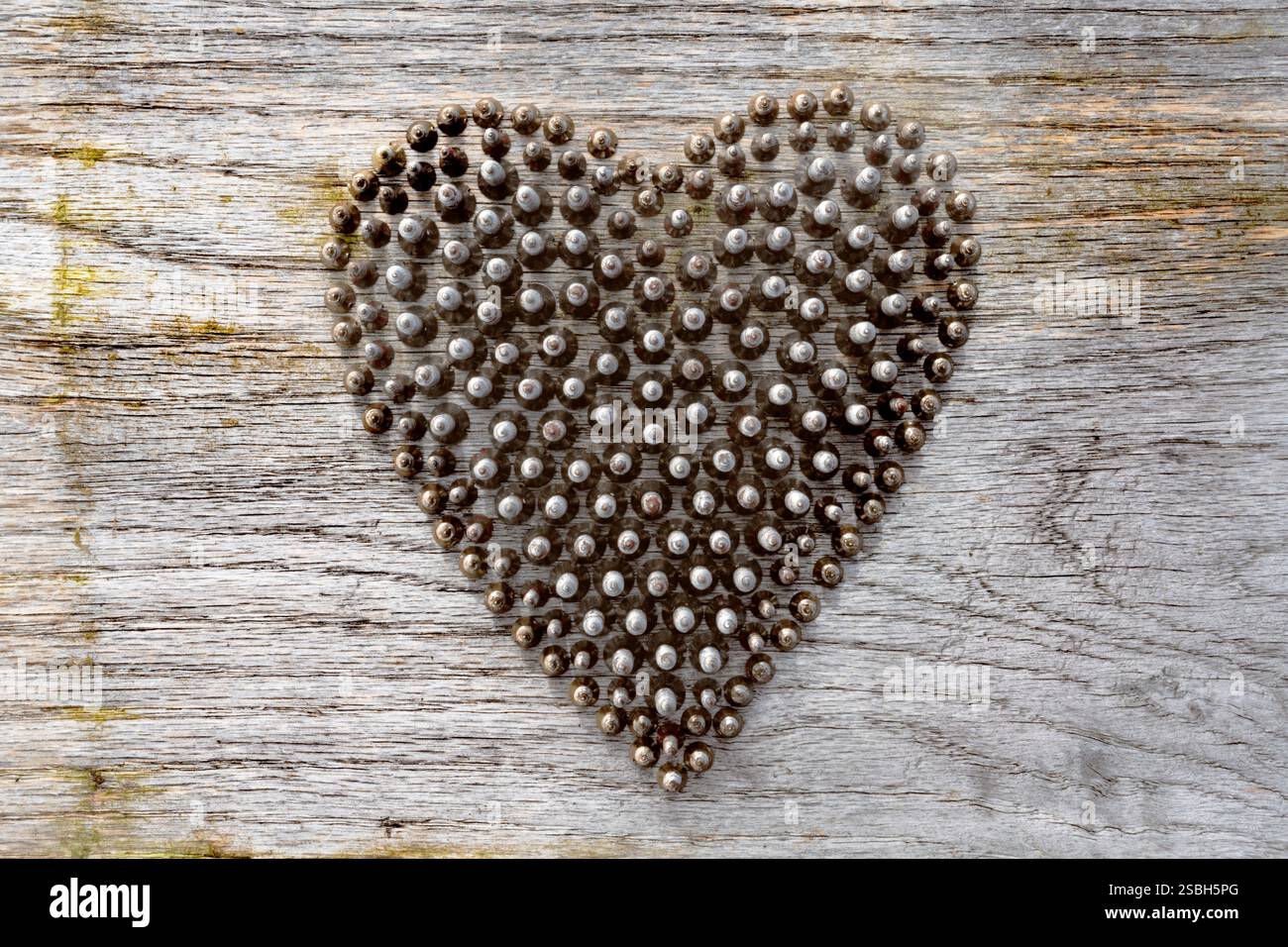 Herzform aus kleinen Holzbearbeitungsschrauben aus Metall, die auf dem Kopf stehen und Schulter an Schulter stehen. Hintergrund des verwitterten Holzes. Stockfoto