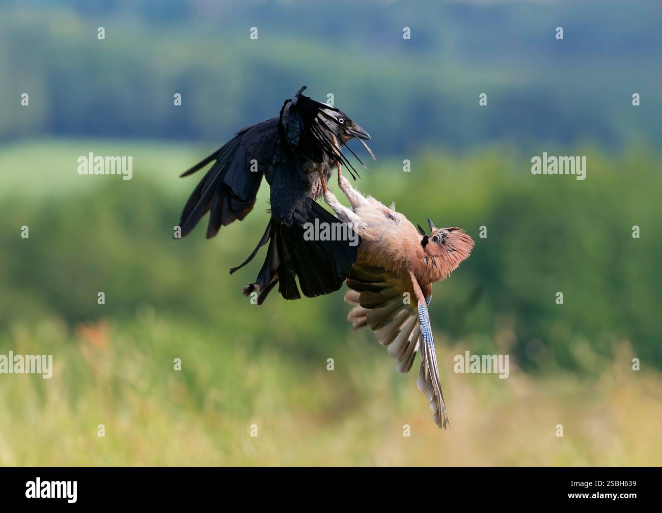 Ein Jackdaw (Corvus monedula) und ein Jay (Garrulus glandarius) verwickeln sich in einem gewaltigen territorialen Streit. Bradford, West Yorkshire, Großbritannien Stockfoto