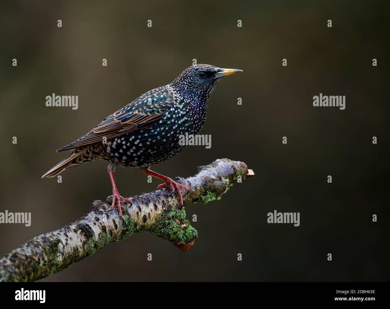 Ein Starling (Sturnus vulgaris), der auf einem alten Baumzweig thront Stockfoto