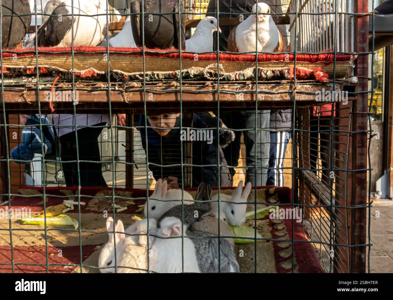 Tierverkäufer Kaninchen Tauben - Käfig in der Straße Diyarbakır Türkei Turkiye Stockfoto