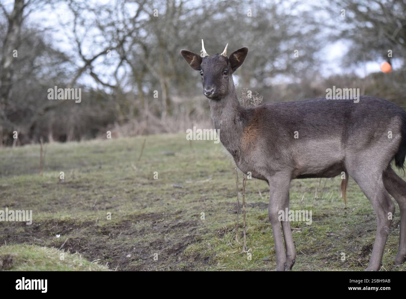 Close-up Porträt eines juvenilen Buck-Damhirsches (Dama dama) mit kurzen Geweihen, im linken Profil mit Kopf zur Kamera gedreht, rechts im Bild, Großbritannien Stockfoto