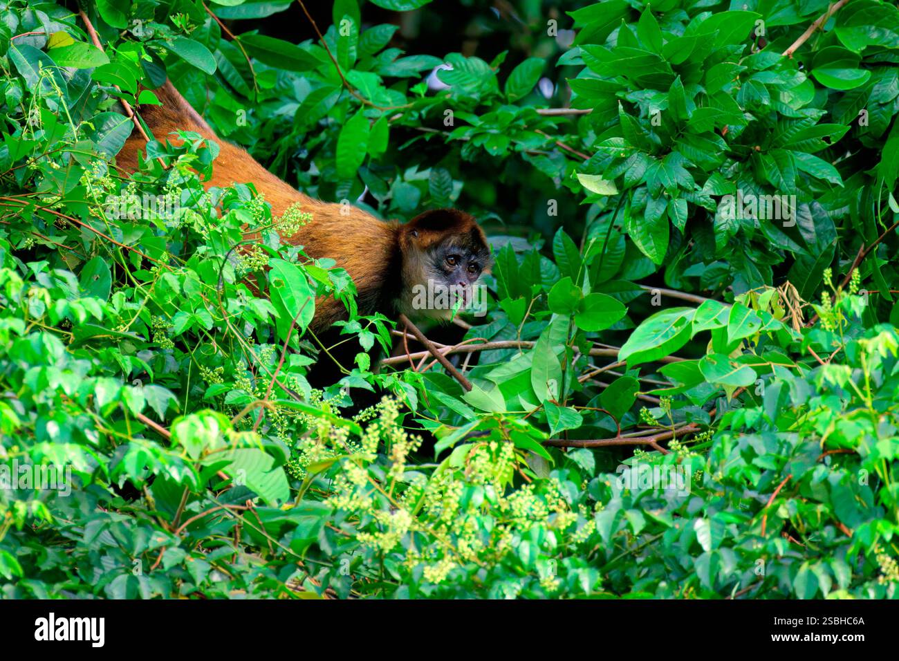 Mantled Howler Monkey (Alouatta palliata) isst Baumblätter, Costa Rica Stockfoto
