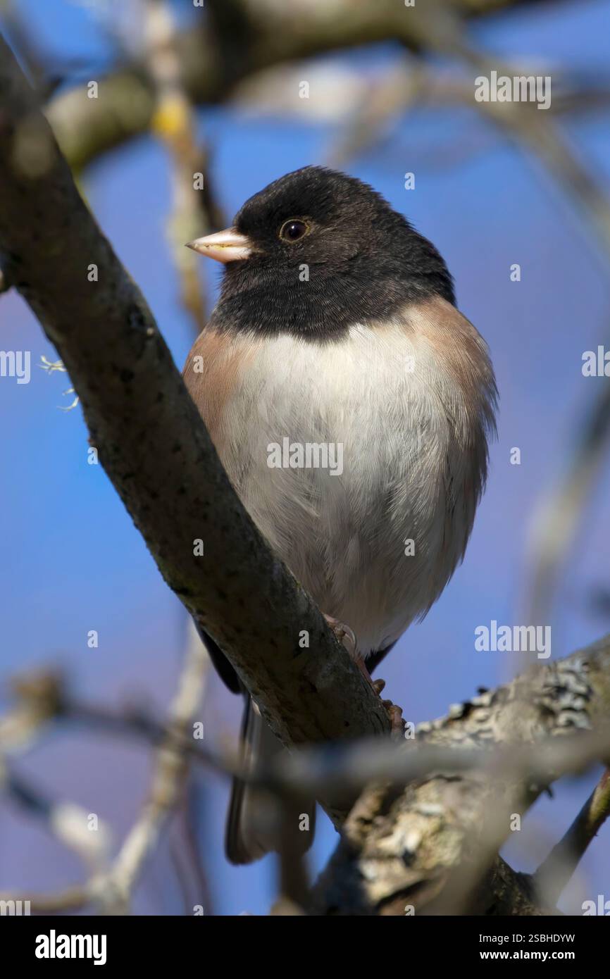 Dunkel-gemustertes Junco (Junco Hyemalis), George C Reifel Migratory Bird Sanctuary, Britisch-Kolumbien, Kanada Stockfoto