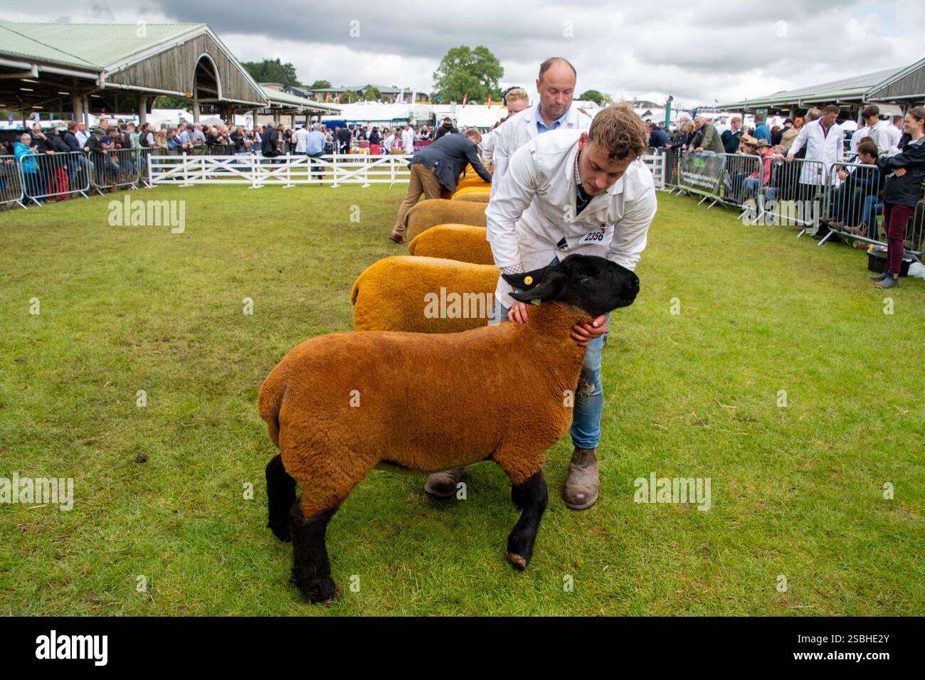 Suffolk Sheep bei der Great Yorkshire Show, England Stockfoto