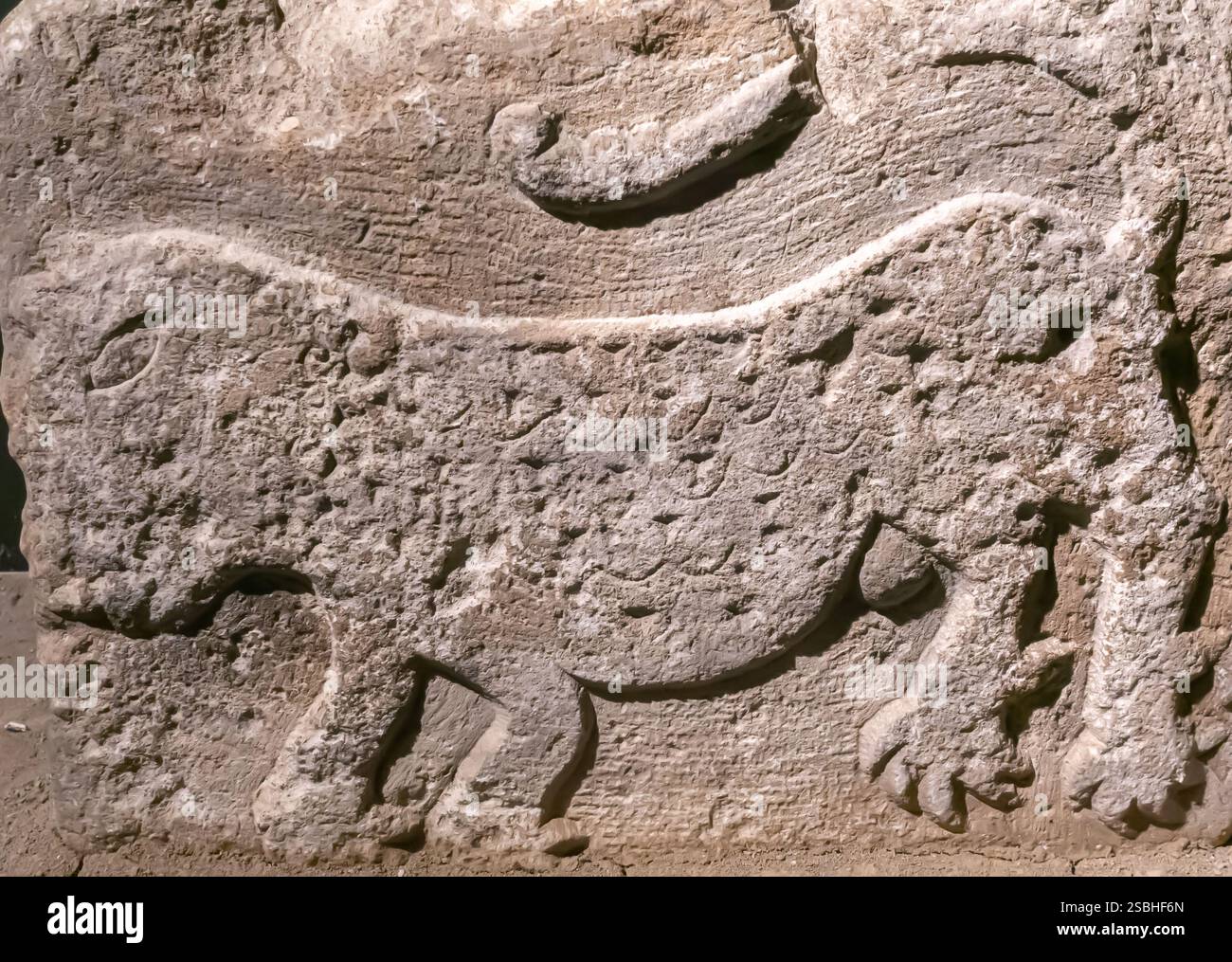 Löwenrelief, Seldschukzeit, Kalkstein Van Archäologisches Museum Türkei Turkiye Stockfoto