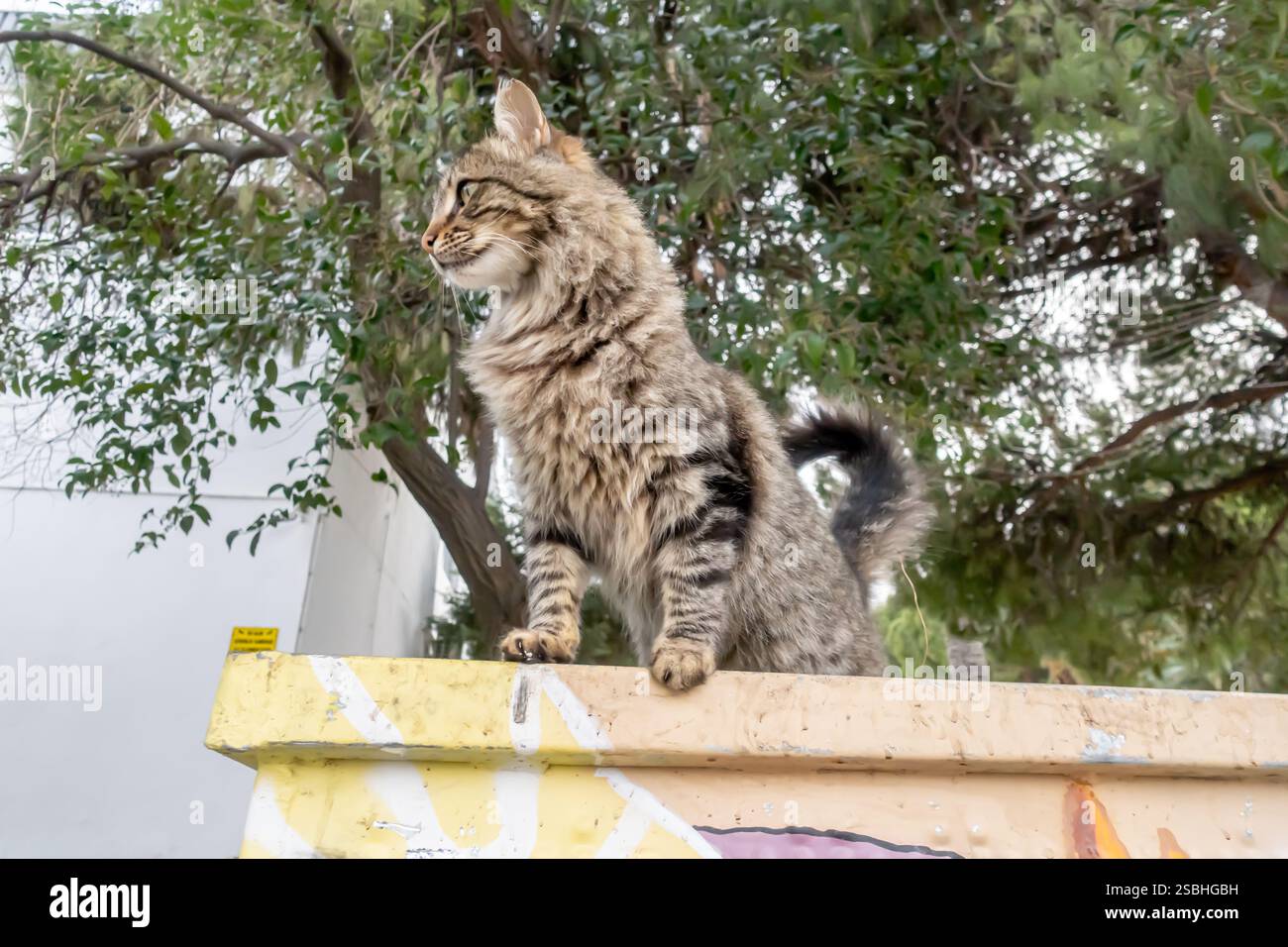 tabby-Katze sitzt draußen auf dem Betonbock unter einem Baum in izmir Türkei Stockfoto