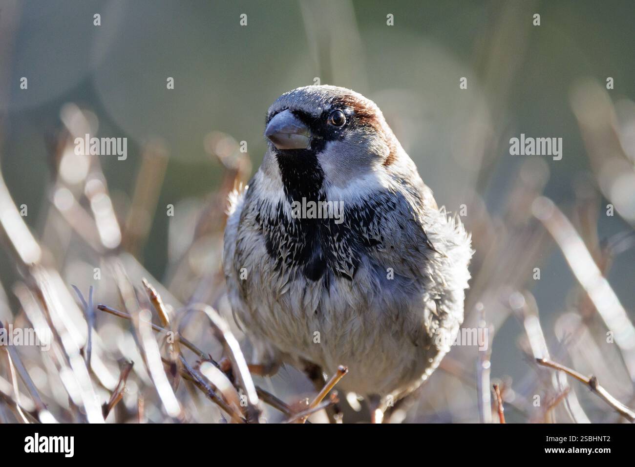 Der Hausspatzen (Passer domesticus) ist ein Vogel der Familie der Spatzen Passeridae. Männlich. Stockfoto