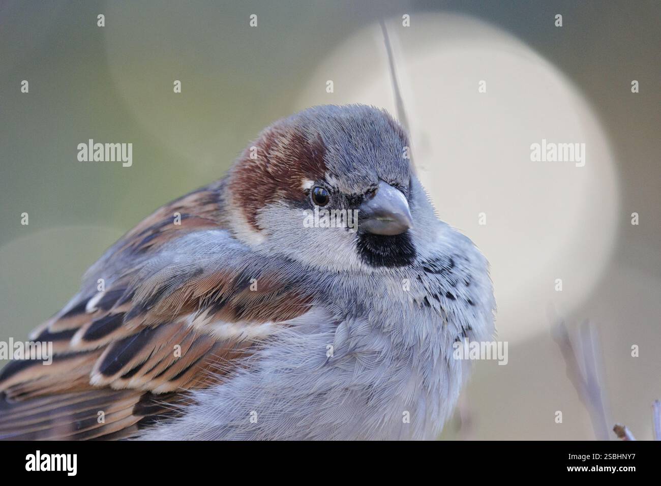 Der Hausspatzen (Passer domesticus) ist ein Vogel der Familie der Spatzen Passeridae. Männlich. Stockfoto