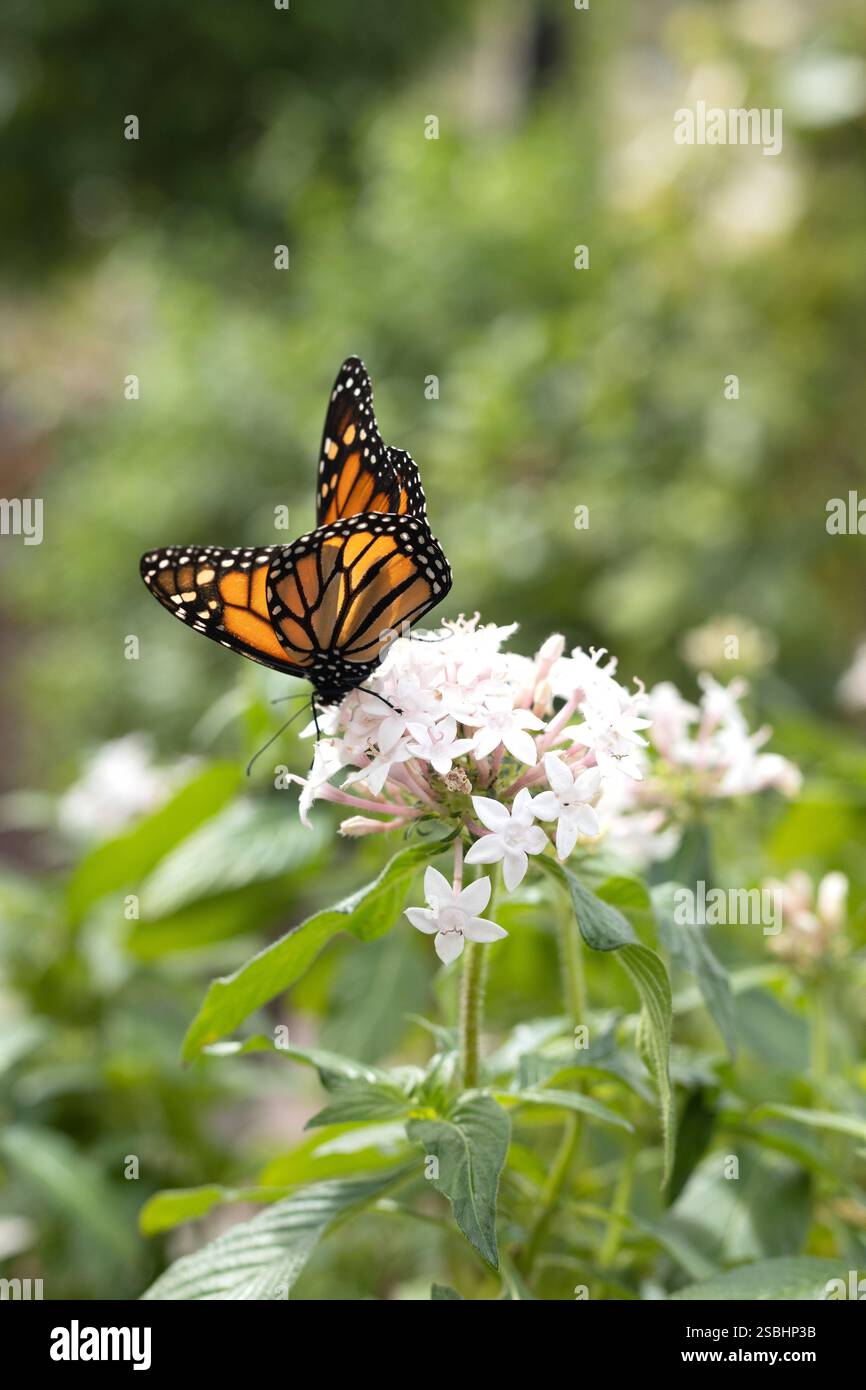Monarch-Schmetterling auf einer Blüte. Stockfoto