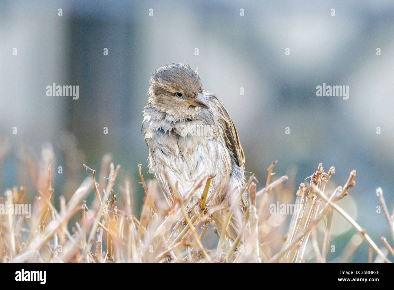 Der Hausspatzen (Passer domesticus) ist ein Vogel der Familie der Spatzen Passeridae. Weiblich. Stockfoto