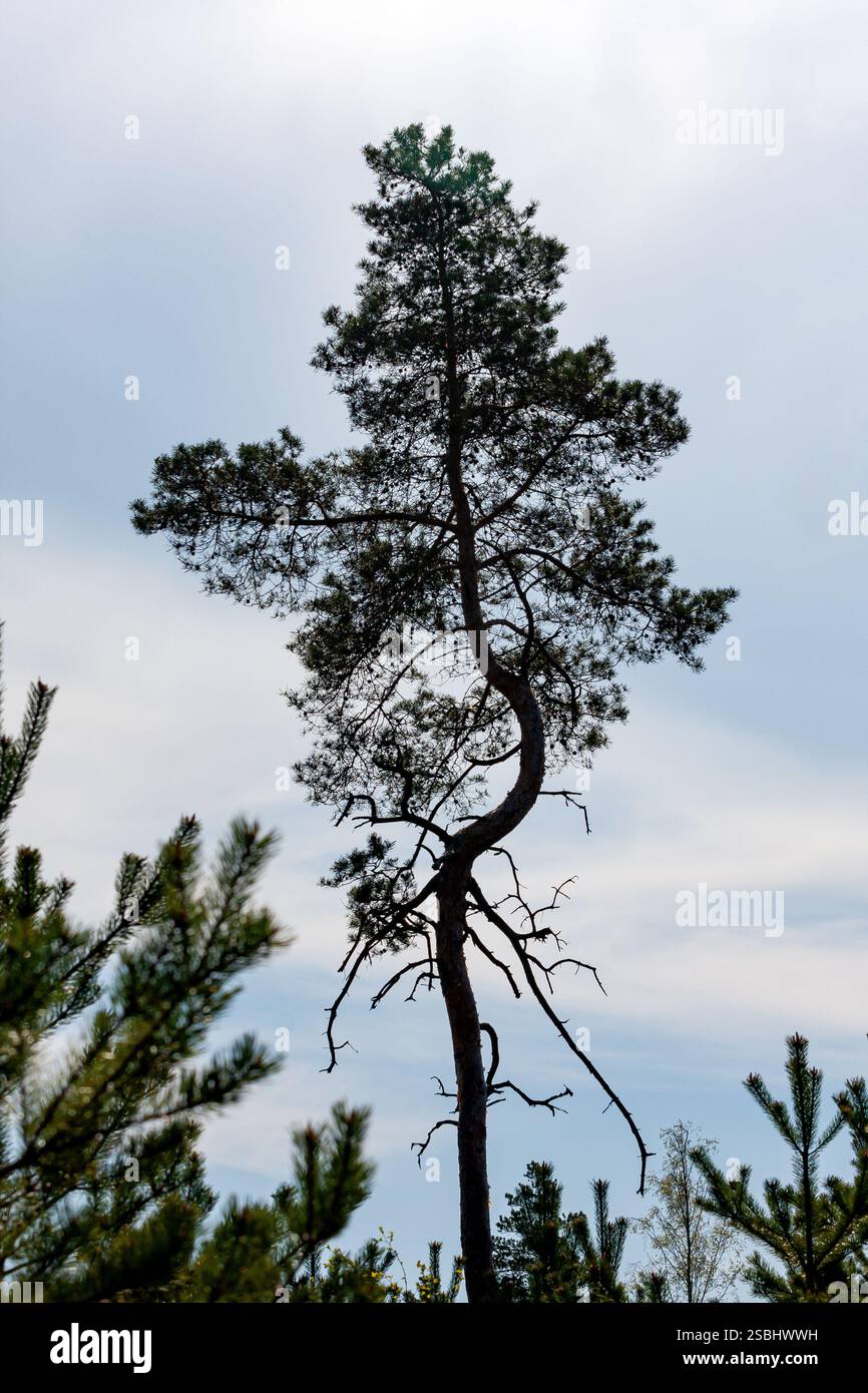 Ein vollständiges Bild einer einzigartig geformten Kiefer mit einem geschwungenen Stamm, der sich vor einem hellen Himmel abhebt. Die ungewöhnliche Form und die Äste des Baumes sind deutlich sichtbar Stockfoto
