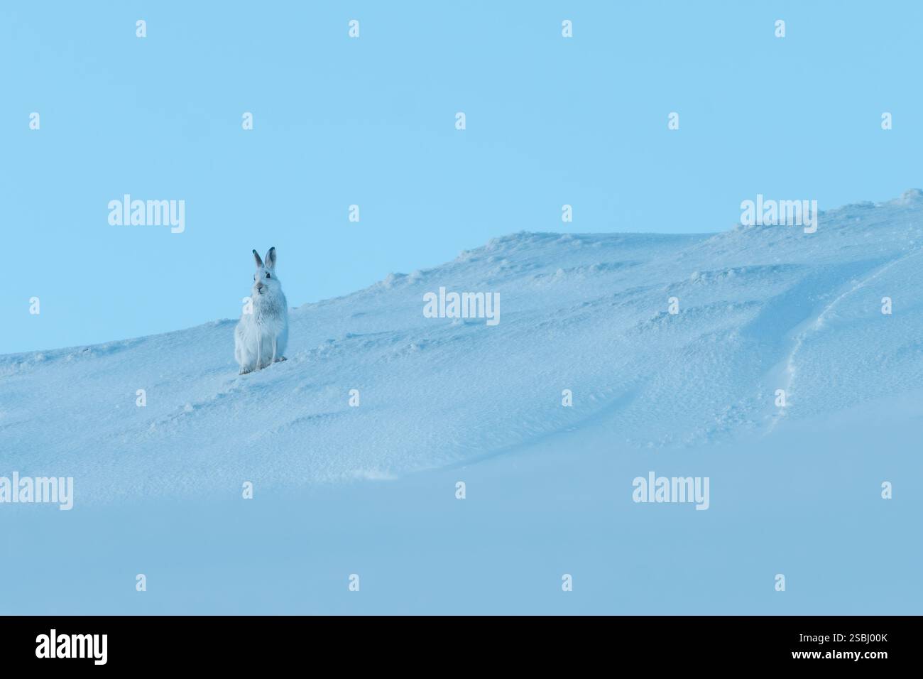 Berghase (Lepus timidus) auf einem schneebedeckten Hügel, Glenshee, Cairngorms, Schottland Stockfoto
