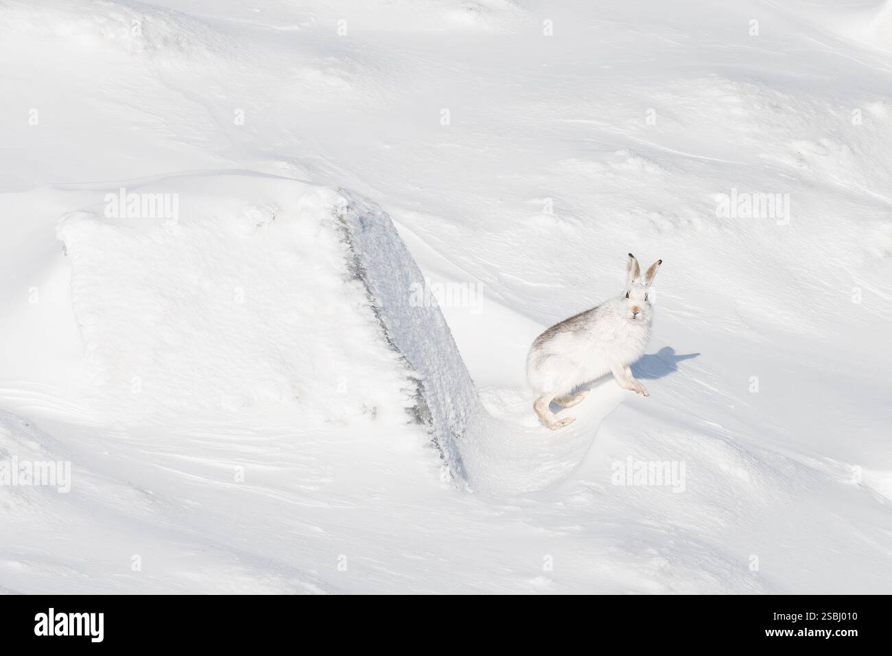 Berghase (Lepus timidus) auf einem schneebedeckten Hügel, Glenshee, Cairngorms, Schottland Stockfoto