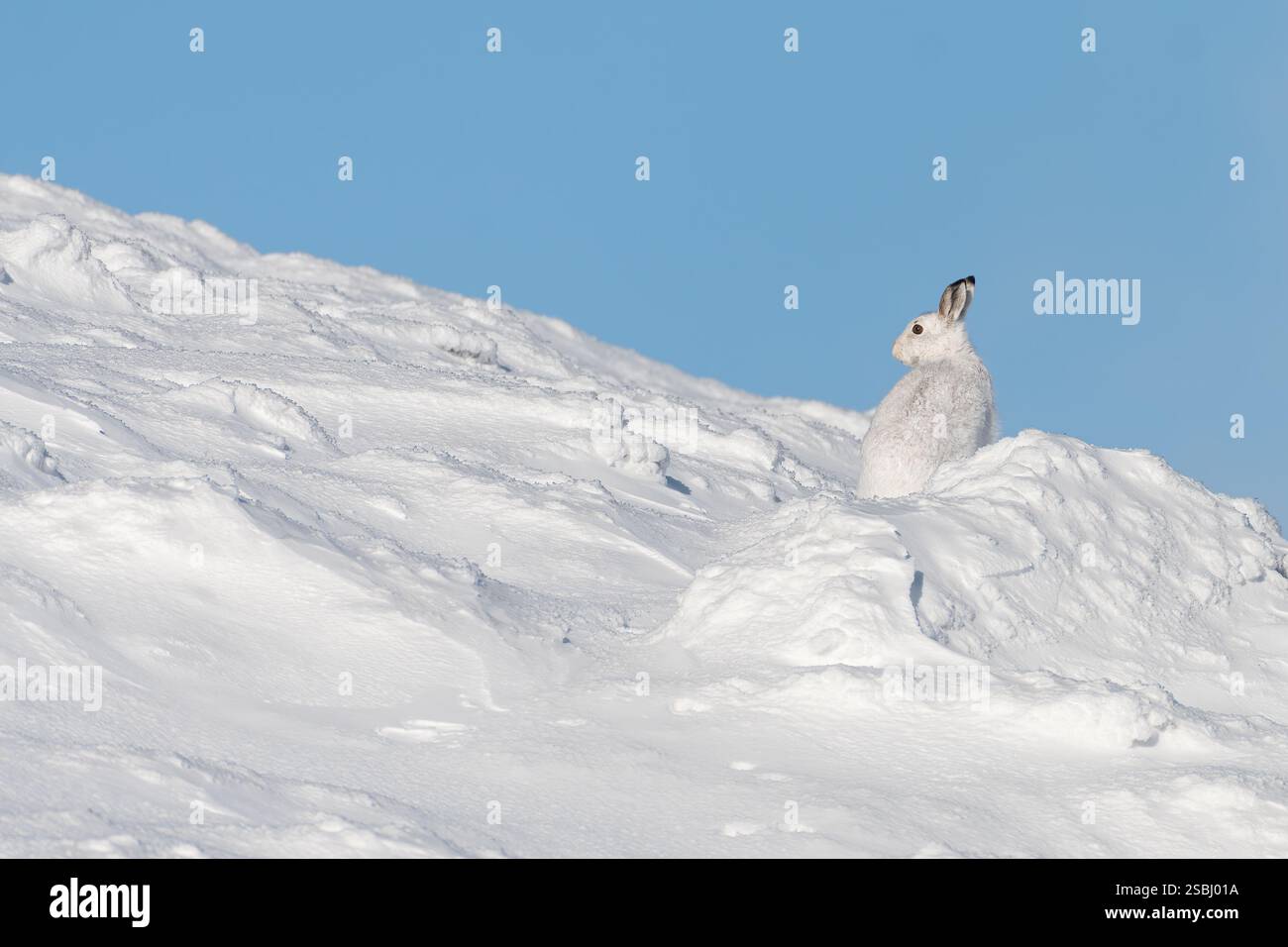 Berghase (Lepus timidus) auf einem schneebedeckten Hügel, Glenshee, Cairngorms, Schottland Stockfoto