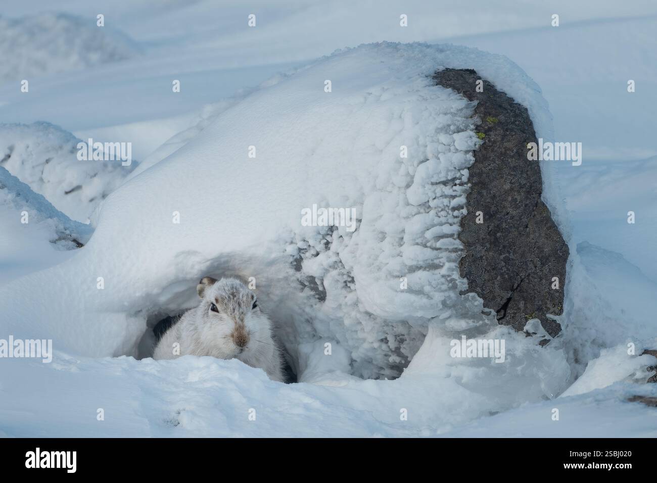 Berghase (Lepus timidus) auf einem schneebedeckten Hügel, Glenshee, Cairngorms, Schottland Stockfoto