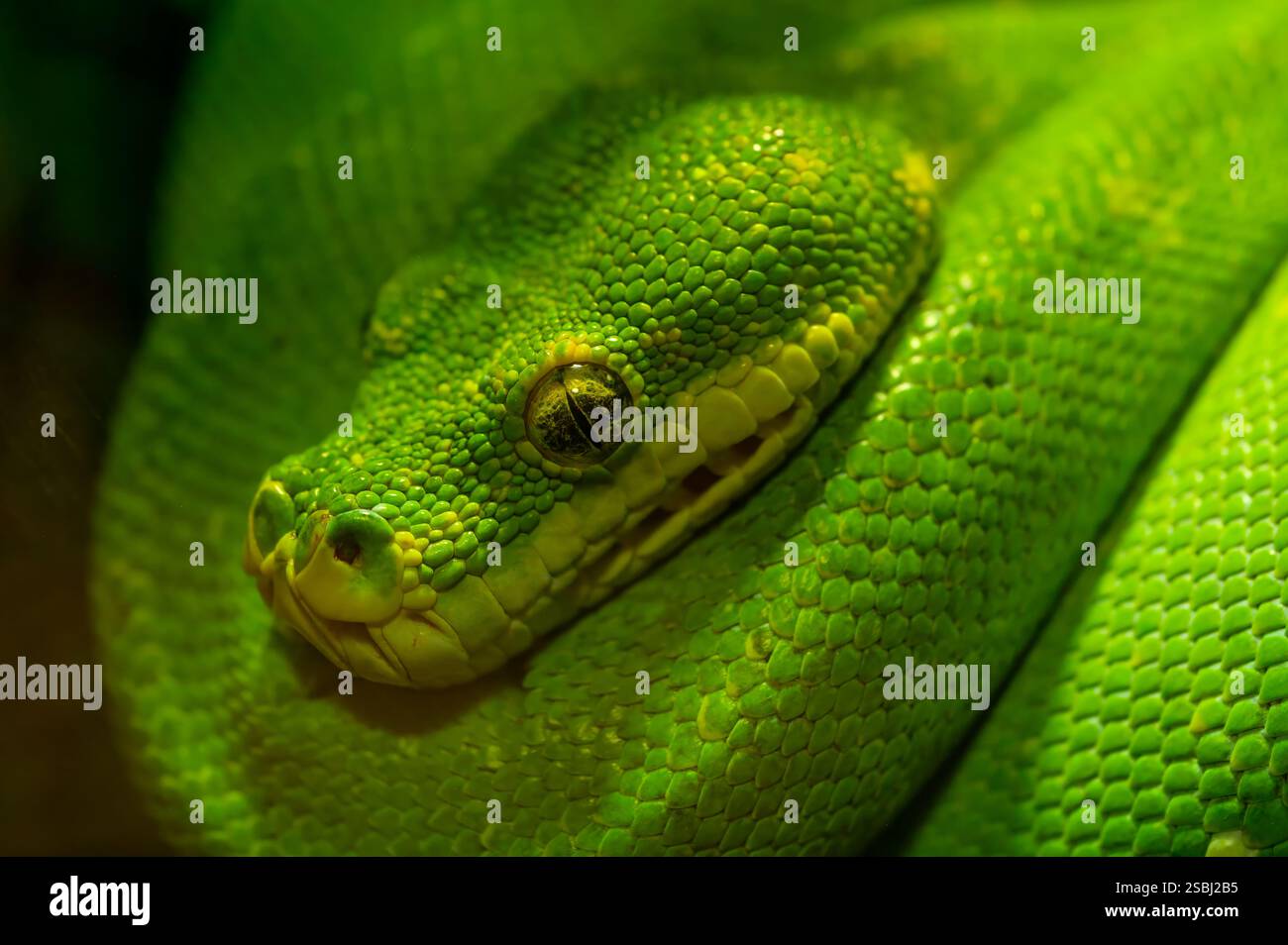 Grüne Baumpython, Morelia viridis, Pythonidae, Neuguinea, indonesische Inseln und die australische Halbinsel Cape York. Stockfoto